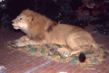96-leone